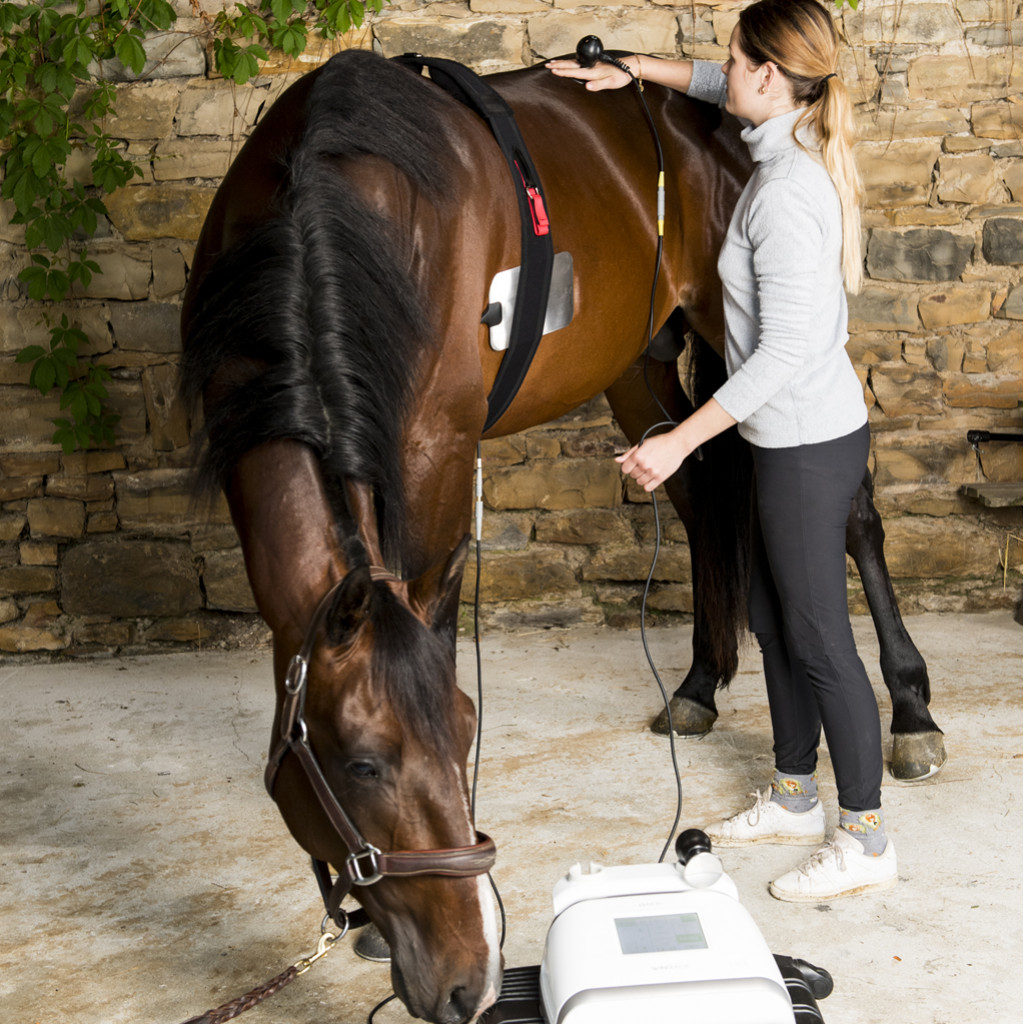 Optimisez la rééducation équine avec Winback Veterinary